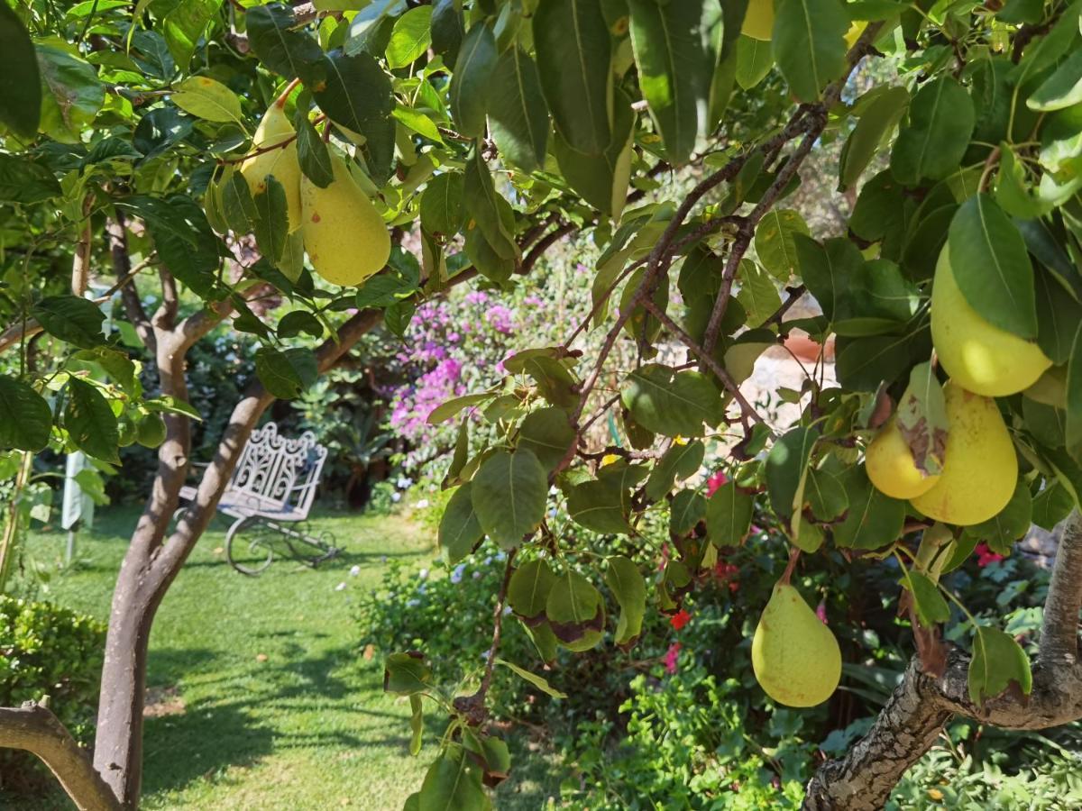 Il Giardino Di Tatiana Rooms & Breakfast La Maddalena  Dış mekan fotoğraf