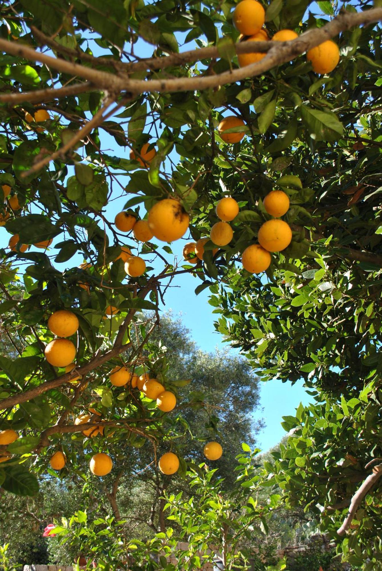 Il Giardino Di Tatiana Rooms & Breakfast La Maddalena  Oda fotoğraf